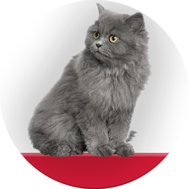 Τροφή για γάτες