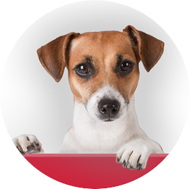 Τροφή για σκύλους