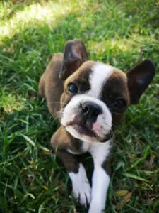 small new puppy sitting on the grass waiting for leader puppy food